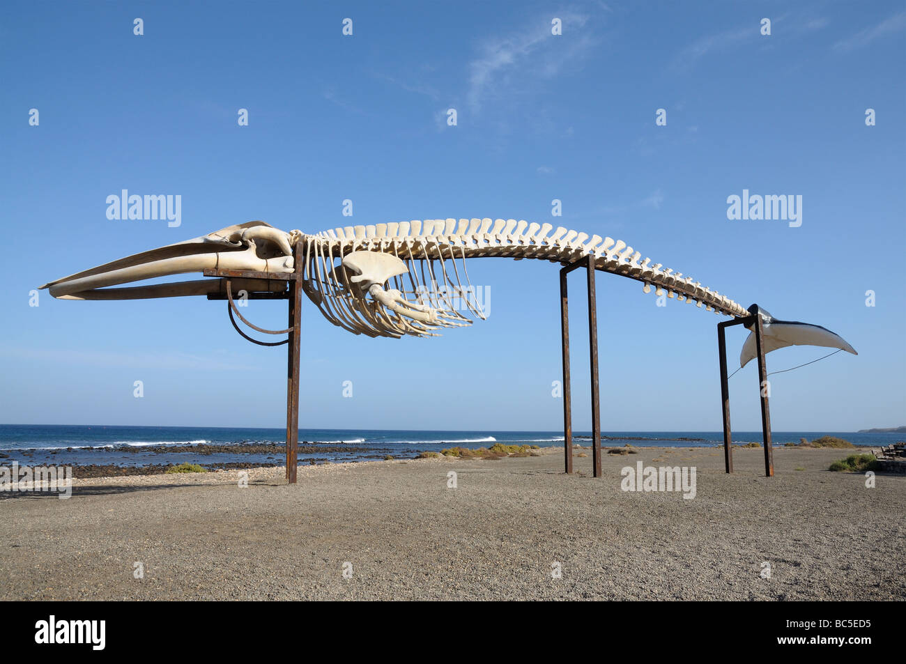 Walskelett in Caleta de Fuste, Fuerteventura Spanien Stockfoto
