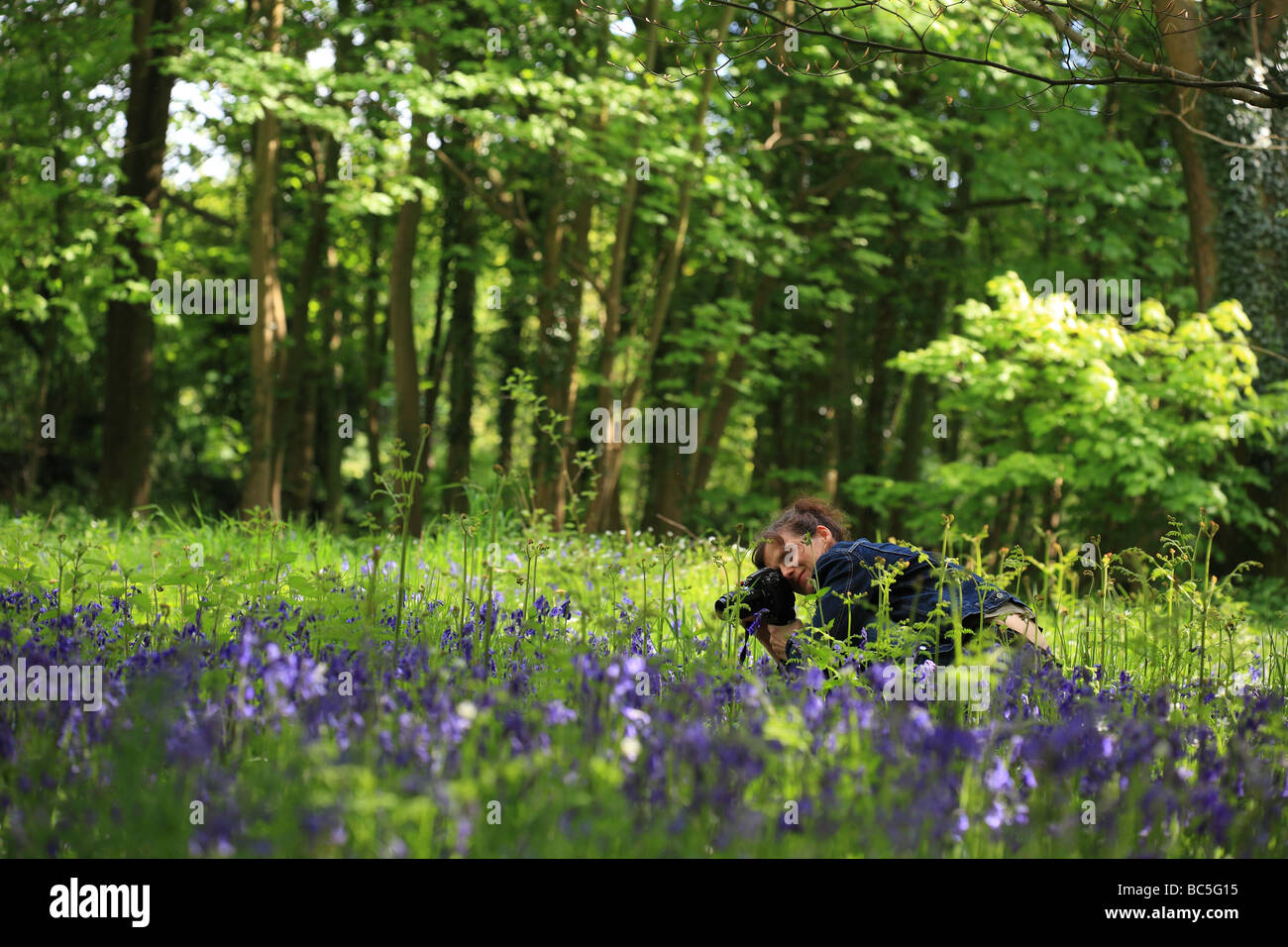 Frau fotografieren Glockenblumen im Wald Stockfoto