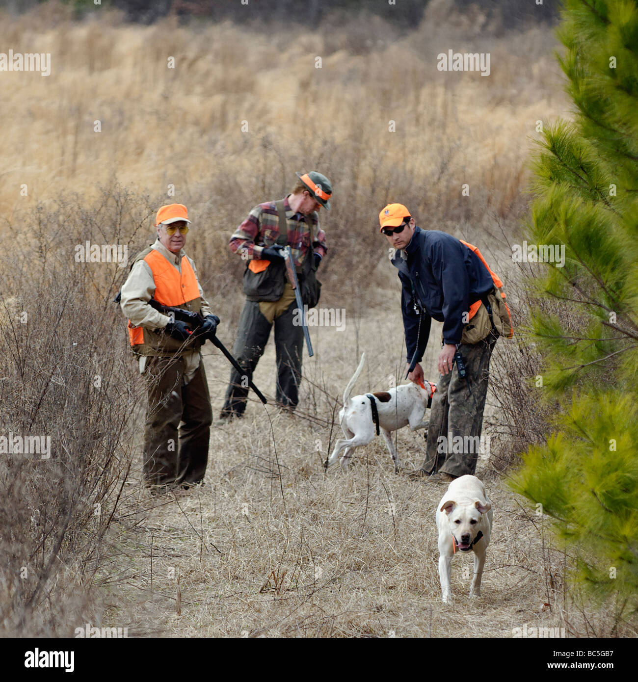 Hochland Vogelführer Jäger und Englisch Pointer im Feld auf der Buckeye-Plantage in Piney Woods von Georgien Stockfoto