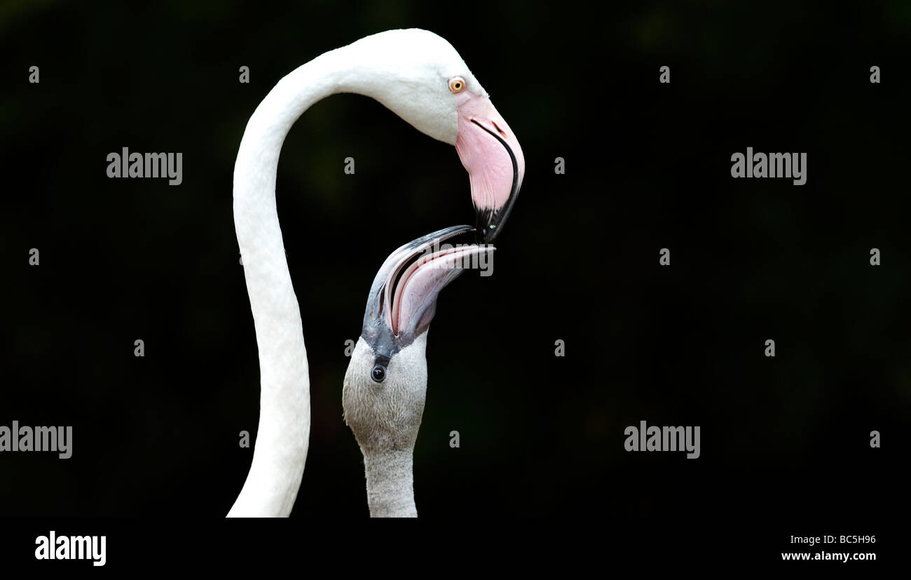 Flamingo (Phoenicopteriformes) Fütterung der Küken, close-up Stockfoto