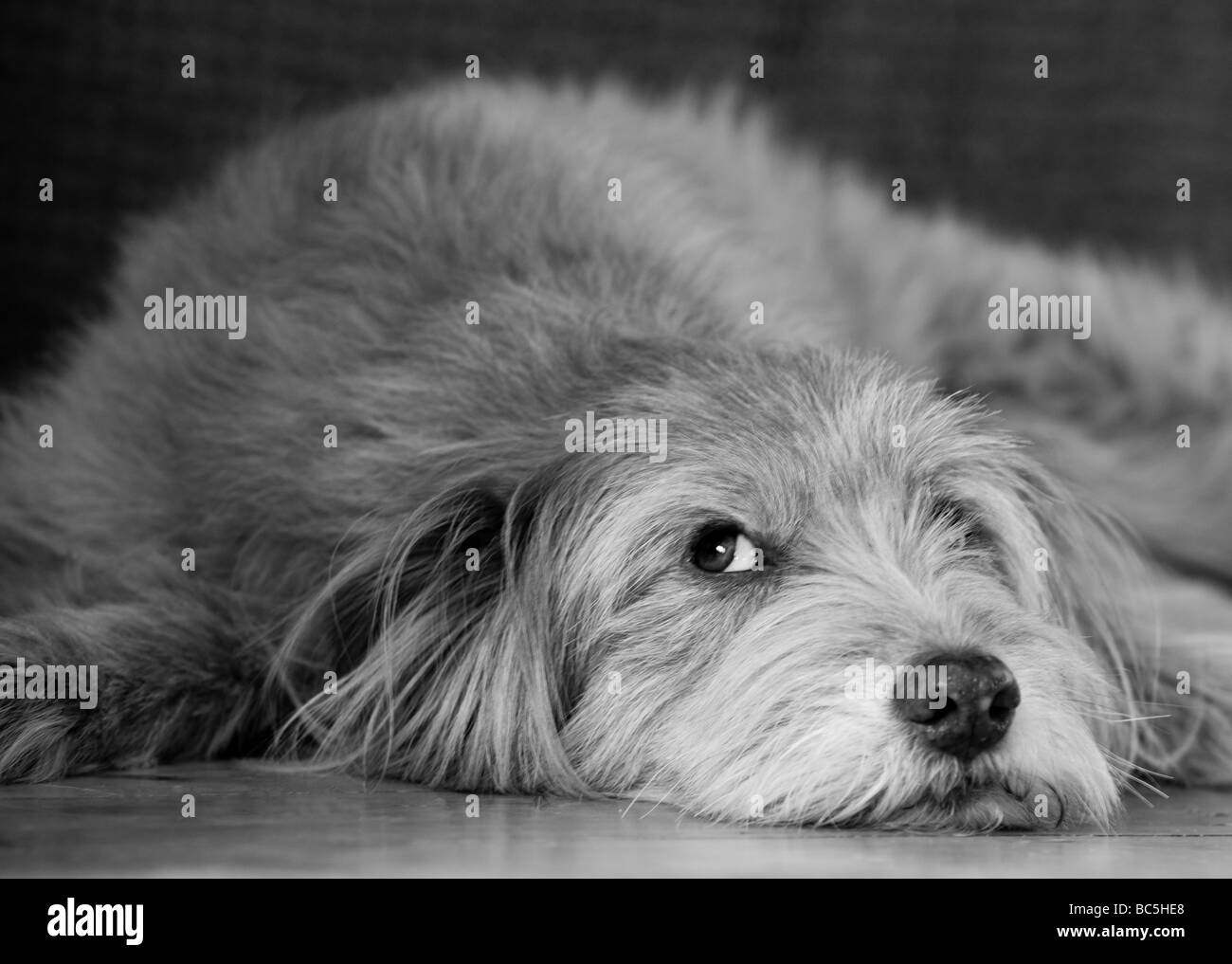 Hund lange ohren Schwarzweiß-Stockfotos und -bilder - Seite 2 - Alamy