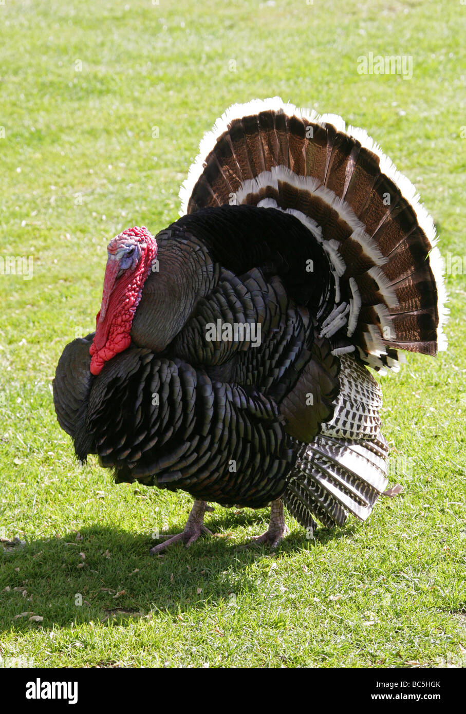 Türkei (männlich), Meleagris Gallopavo, Meleagrididae, Hühnervögel Bronze Stockfoto