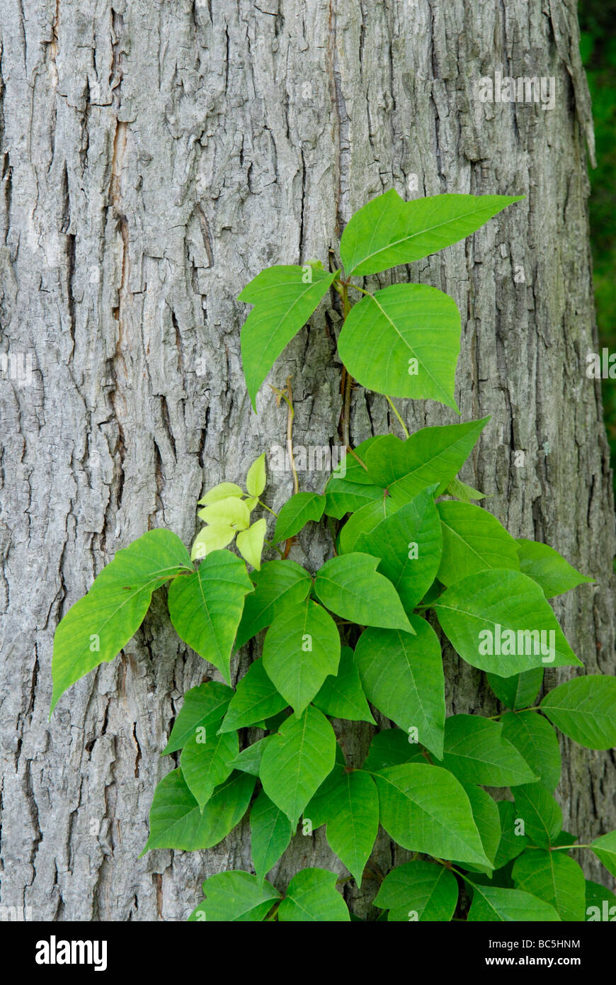 Poison Ivy, Toxicodendron Radicans. Stockfoto