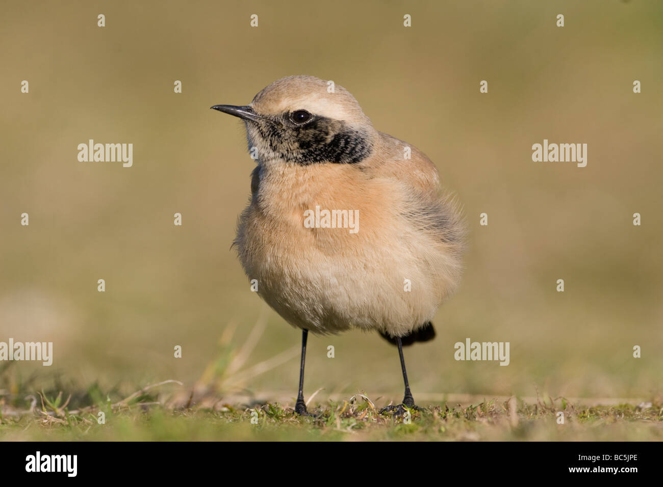 Wüste Steinschmätzer Oenanthe Bodendegradierung Stockfoto