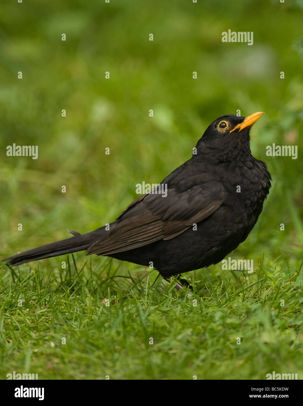 Erwachsene männliche Amsel Turdus Merula auf der Suche nach seiner flügge Küken. Stockfoto