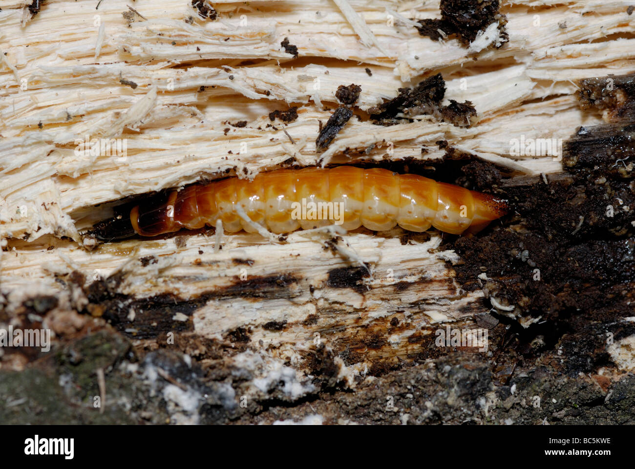 Larve eines Klick-Käfers, Familie Elateridae. Klicken Sie auf Käferlarven sind auch bekannt als Drahtwürmer. Stockfoto