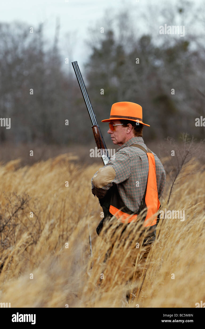 Hochland Bird Hunter in Piney Woods von Georgien Stockfoto