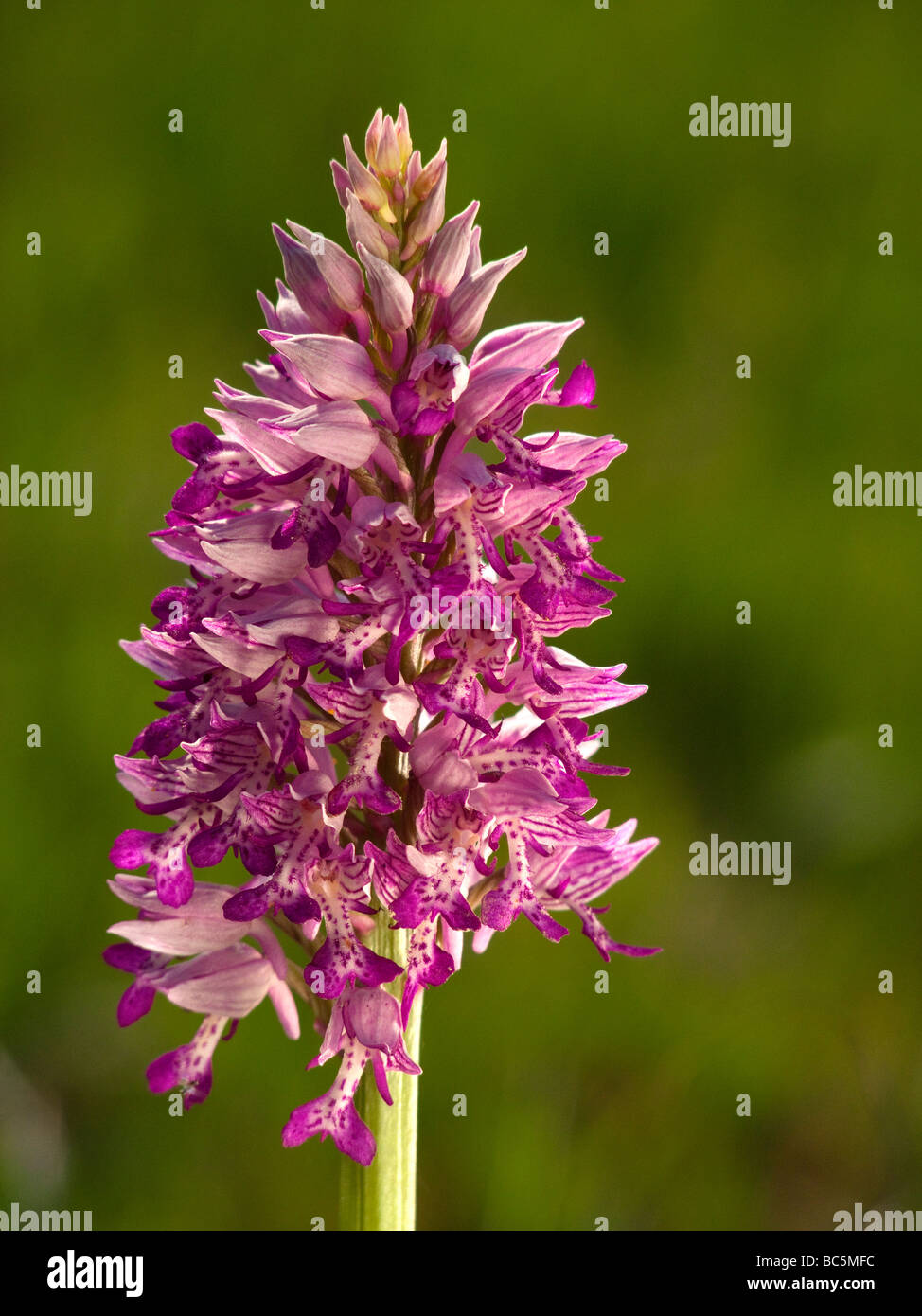 Orchis militaris Stockfoto