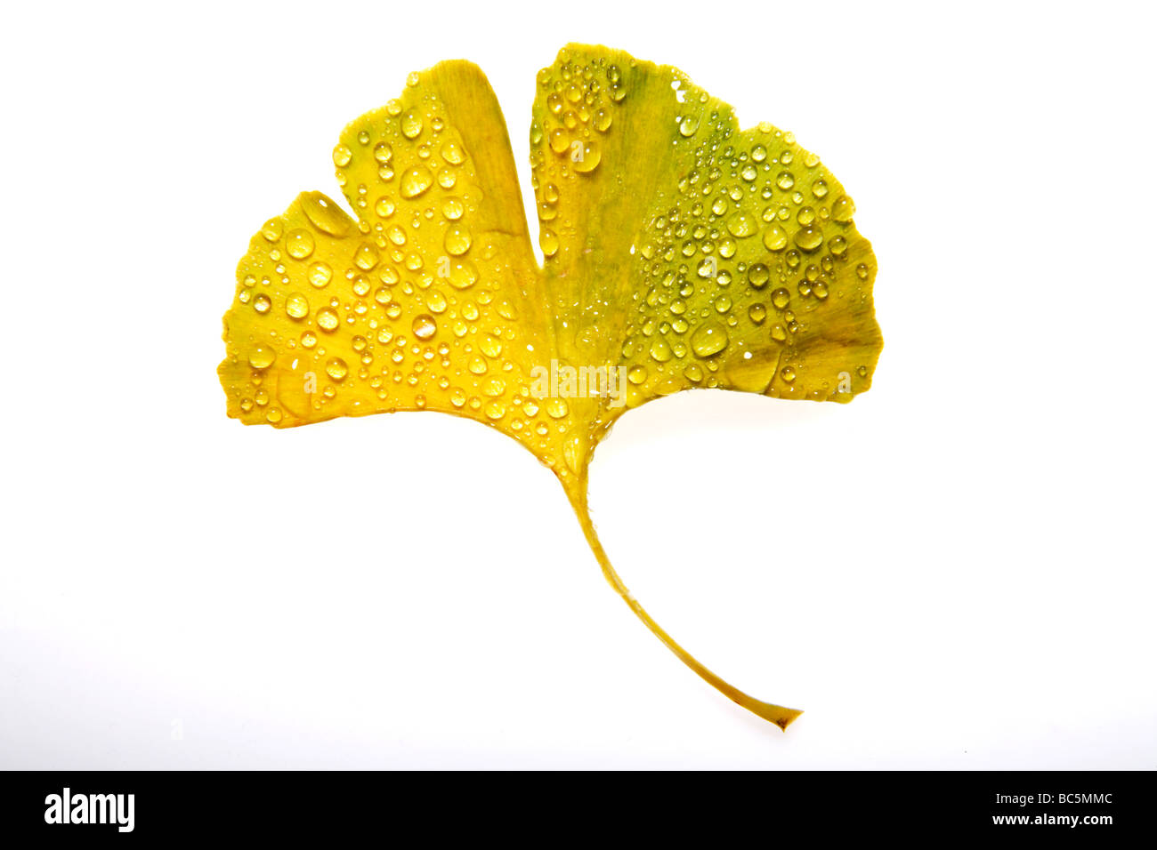 Ginko-Blatt mit Wassertropfen, erhöhten Blick Stockfoto
