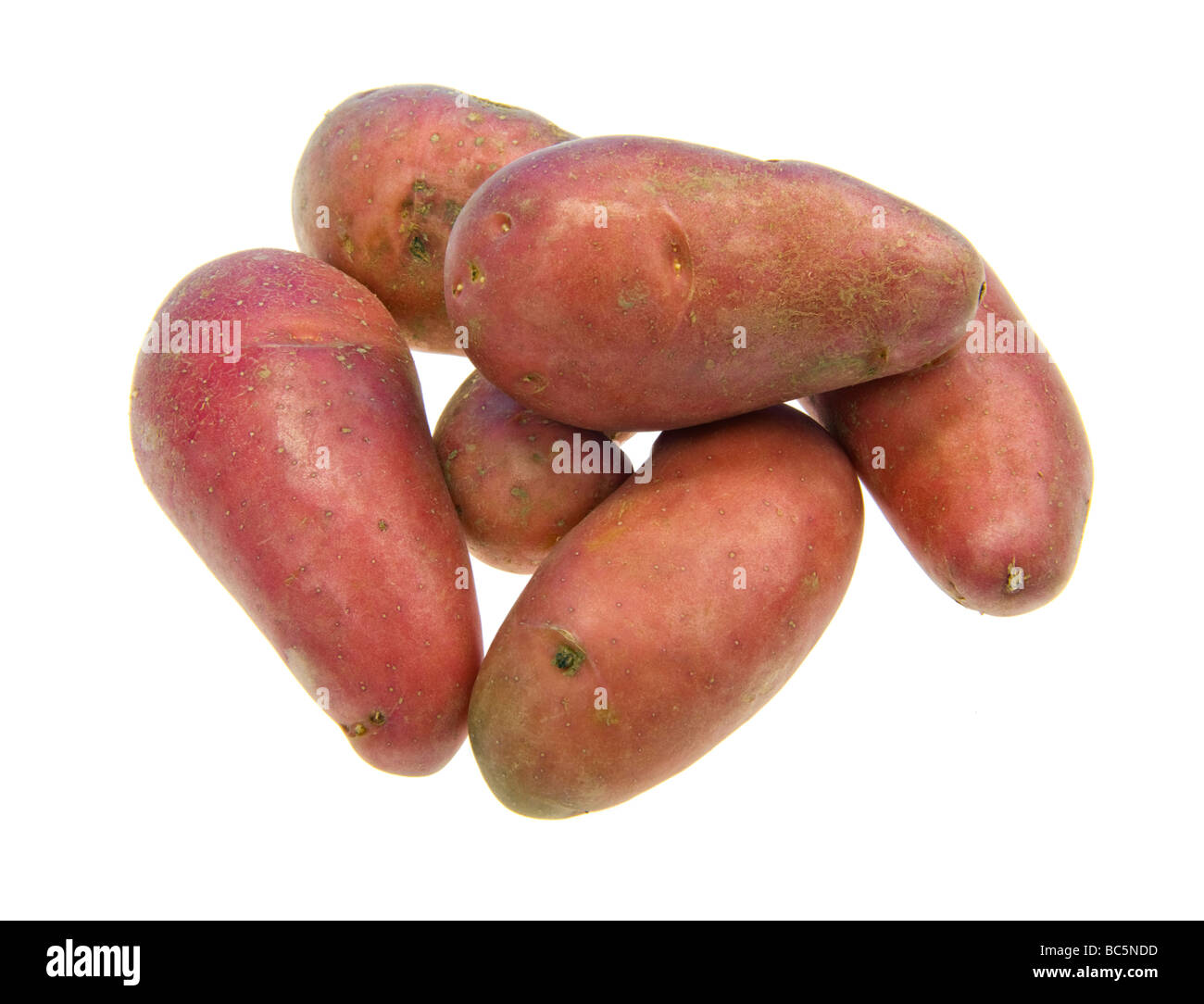 rote Kartoffeln Französisch neue Art Kartoffeln Frankreichs wachsen Essen neugierig Anbau Culturev kultivieren Züchter Farbe Ausschneiden Objekt Mo Stockfoto