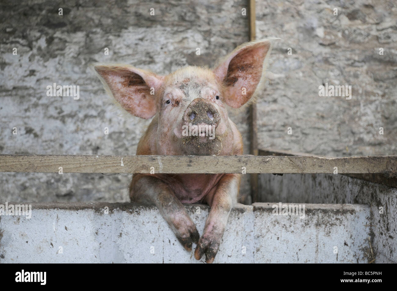 A Cornish Schwein in ihrem Stall Stockfoto