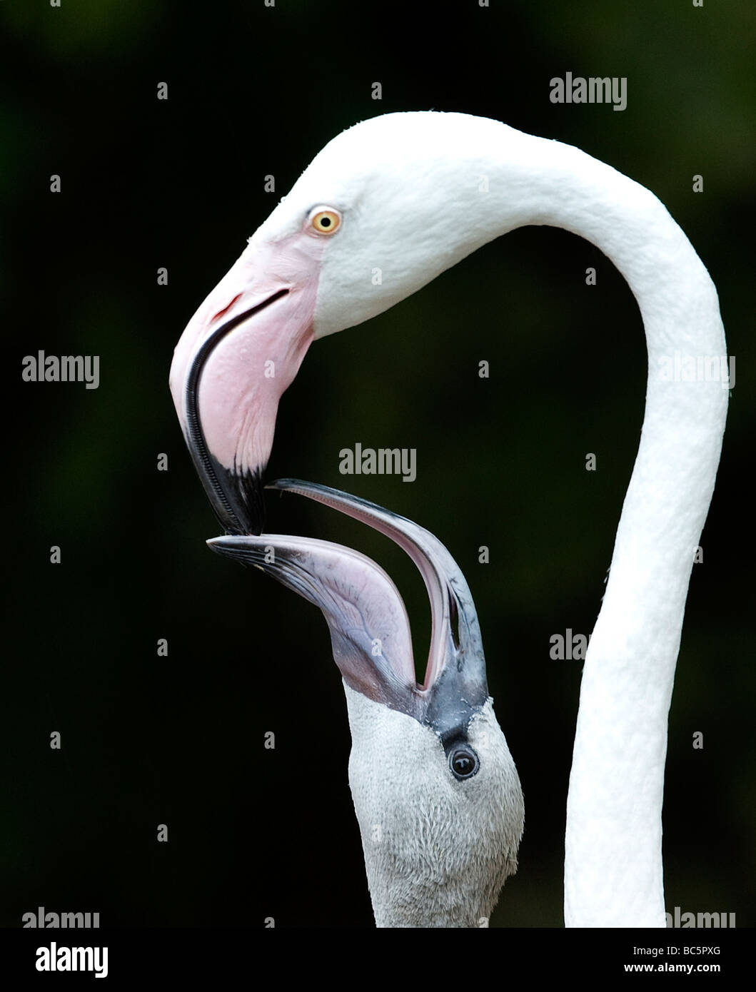 Flamingo (Phoenicopteriformes) Fütterung der Küken, close-up Stockfoto