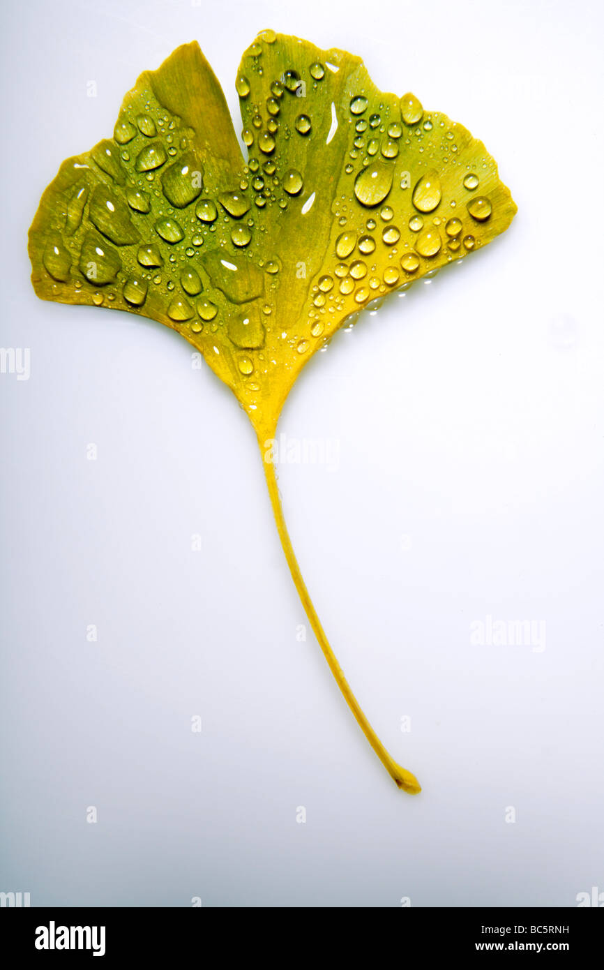 Ginko-Blatt mit Wassertropfen, erhöhten Blick Stockfoto
