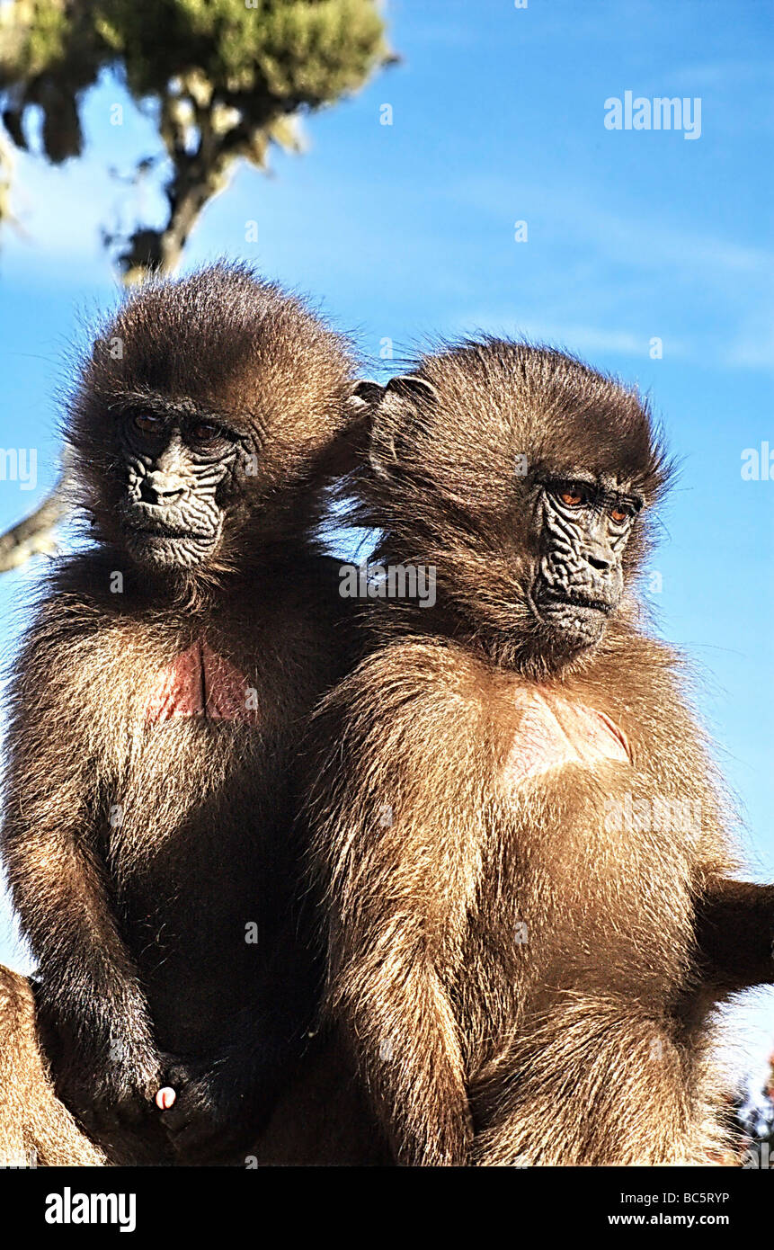 Afrika-Äthiopien-Simien Mountains Nationalpark zwei juvenile Gelada Affen Theropithecus gelada Stockfoto