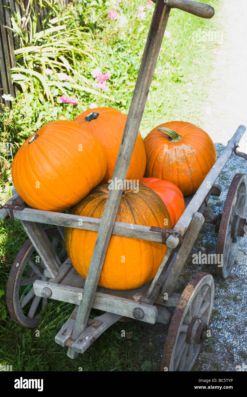 Orangefarbene Kürbisse in einem Holzkarren (im Freien)- Stockfoto