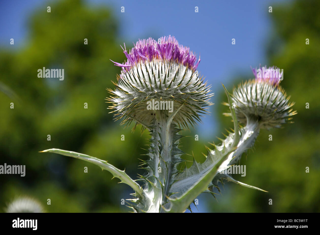 Distel Blüte Kopf, Petersfield, Hampshire, England, Vereinigtes Königreich Stockfoto