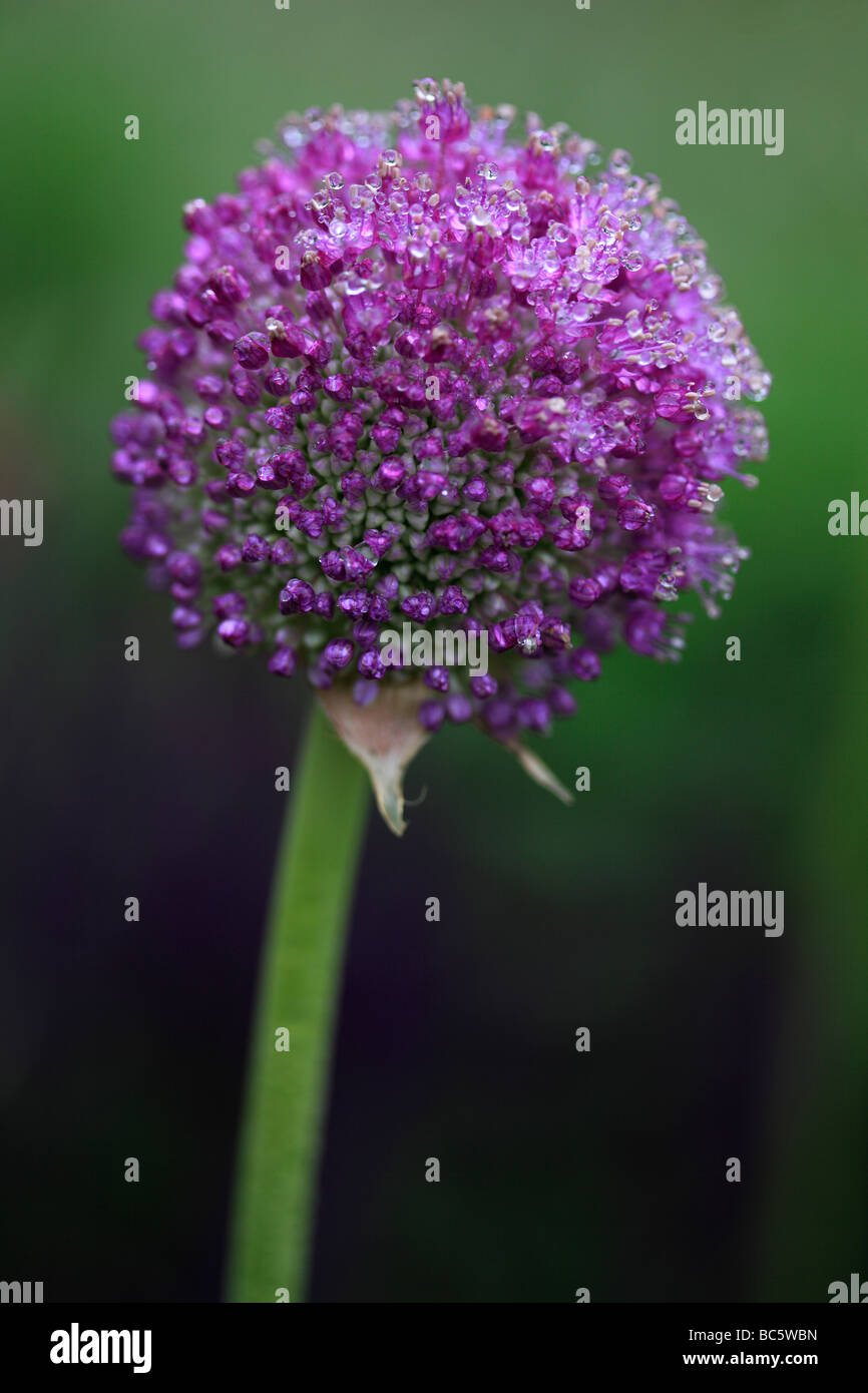 Allium Blumen bedeckt mit Regentropfen Stockfoto