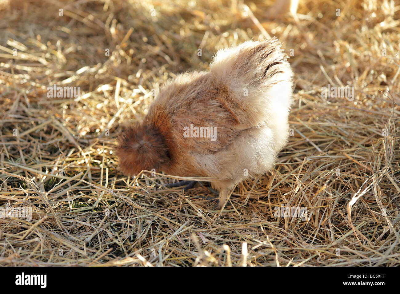 Silkie Hühner auf Heu in einem lokalen Petting Zoo für Kinder Stockfoto