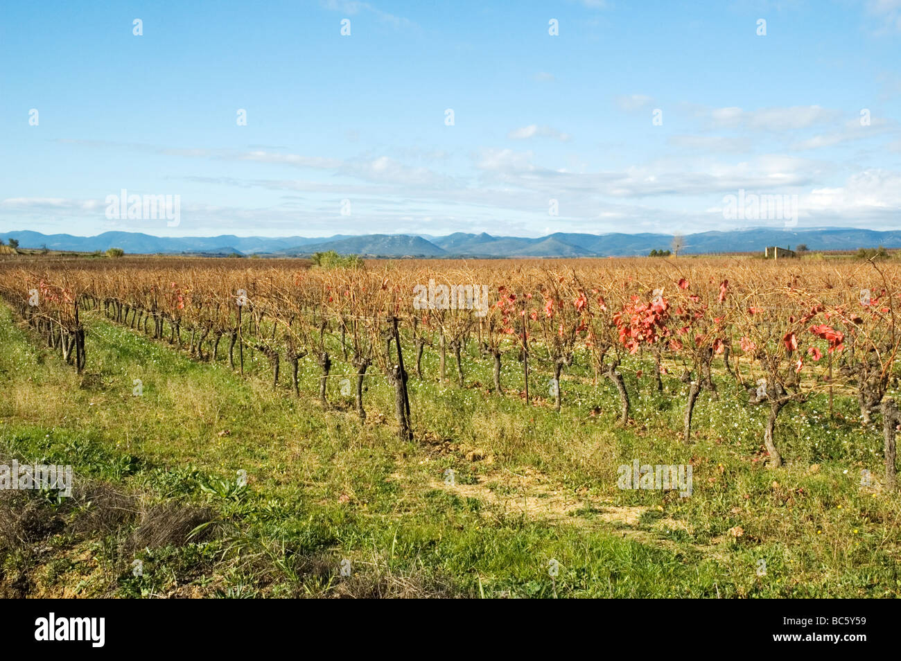 Reben in der Nähe von St Genies de Fontedit, Languedoc, Frankreich im Herbst Stockfoto