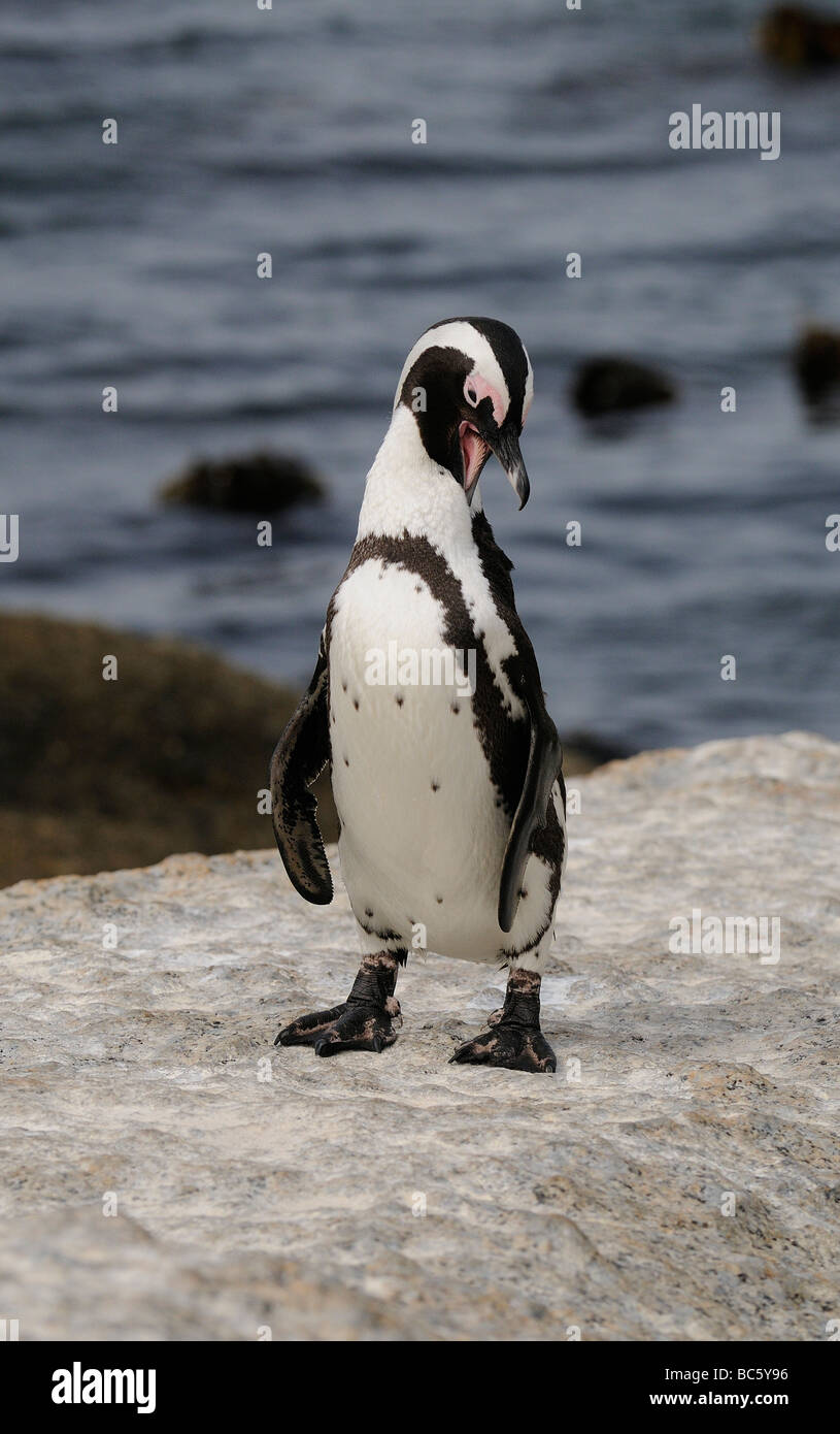 Afrikanische Pinguin Spheniscus Demersus putzen Simonstown Südafrika Stockfoto