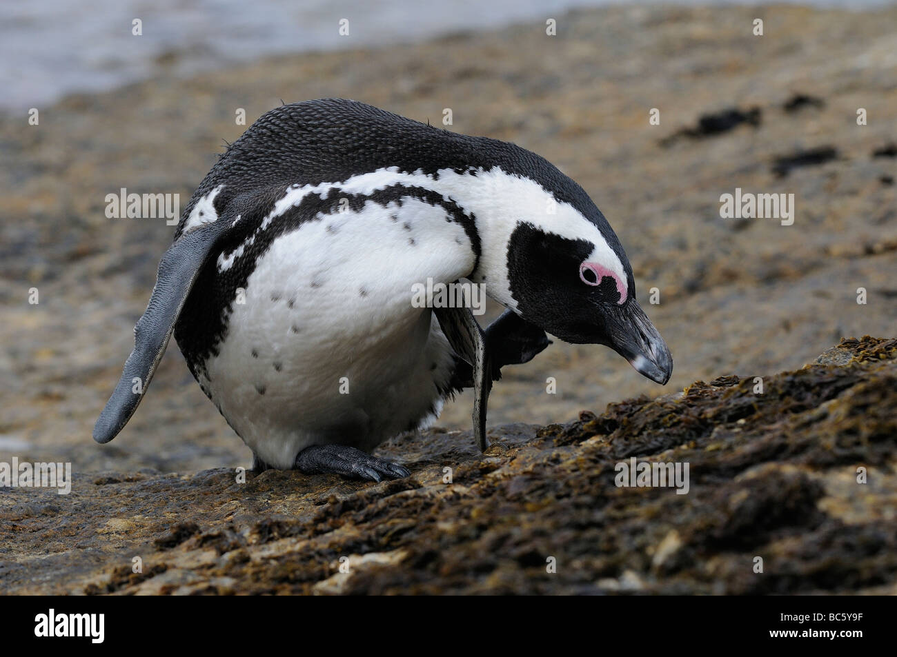 Afrikanische Pinguin Spheniscus Demersus Scatching Hals mit seinem Fuß Simonstown Südafrika Stockfoto