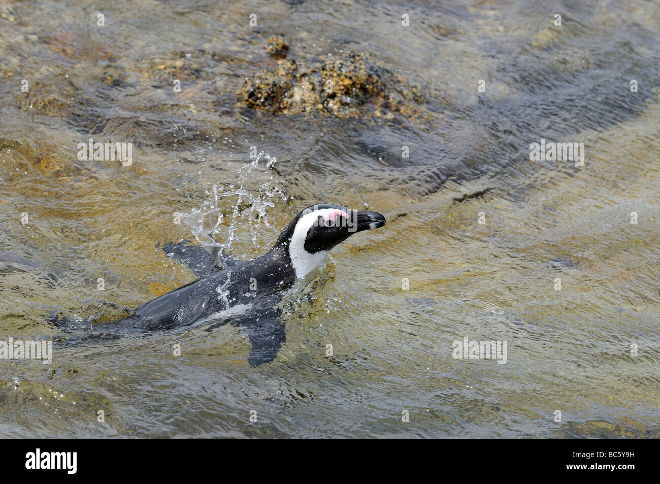 Afrikanische Pinguin Spheniscus Demersus schwimmen Simonstown Südafrika Stockfoto