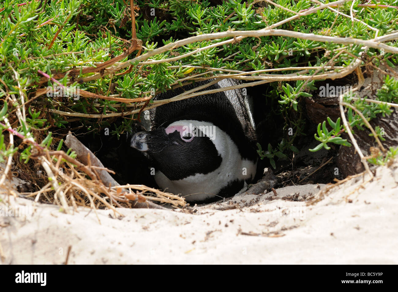 Afrikanische Pinguin Spheniscus Demersus in Verschachtelung Graben unter Vegetation Simonstown Südafrika Stockfoto