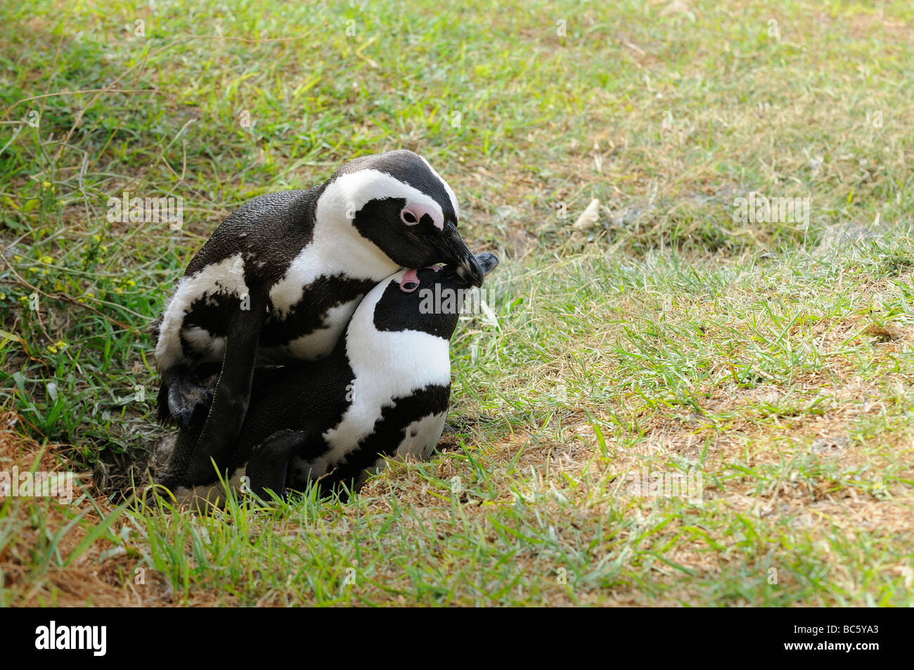 Afrikanische Pinguin Spheniscus Demersus koppeln Paarung Simonstown Südafrika Stockfoto