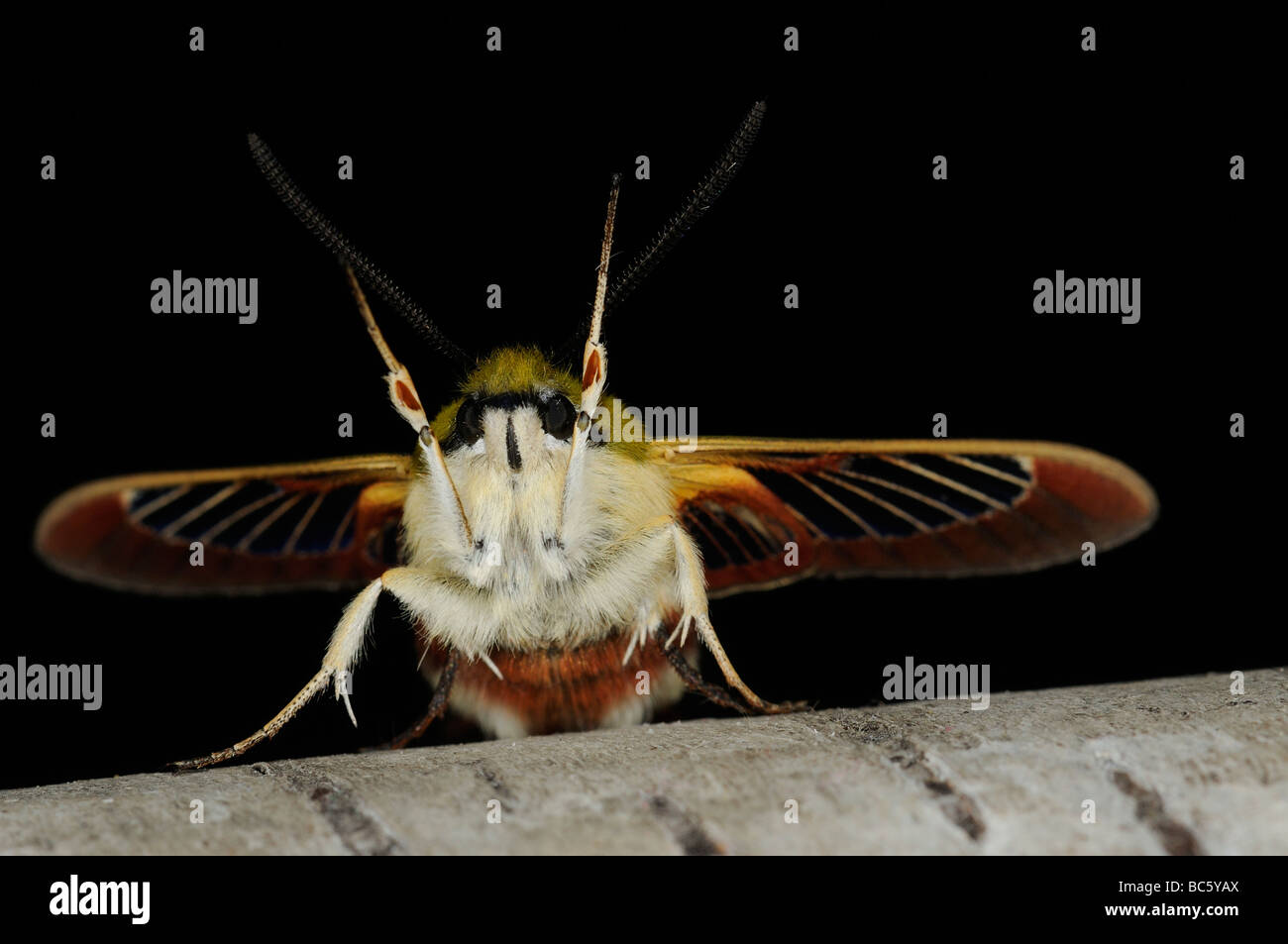 Breite umrandet Bee Hawkmoth Hemaris Fuciformis Erwachsenen auf Birke Zweig Oxfordshire UK Stockfoto