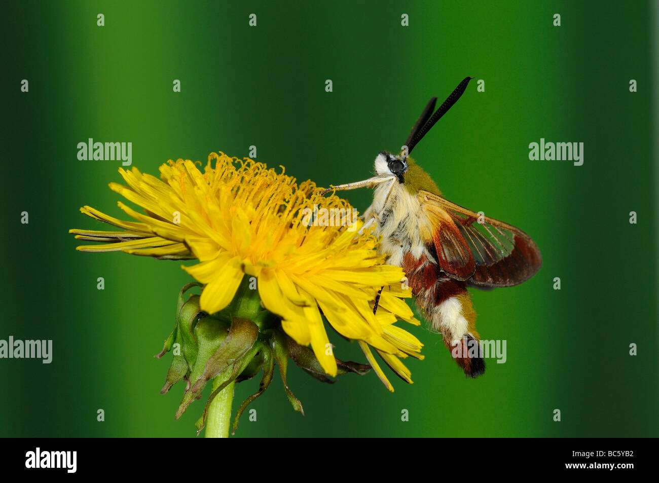 Breite umrandet Bee Hawkmoth Hemaris Fuciformis Erwachsenen ruht auf Löwenzahn Blume Oxfordshire UK Stockfoto