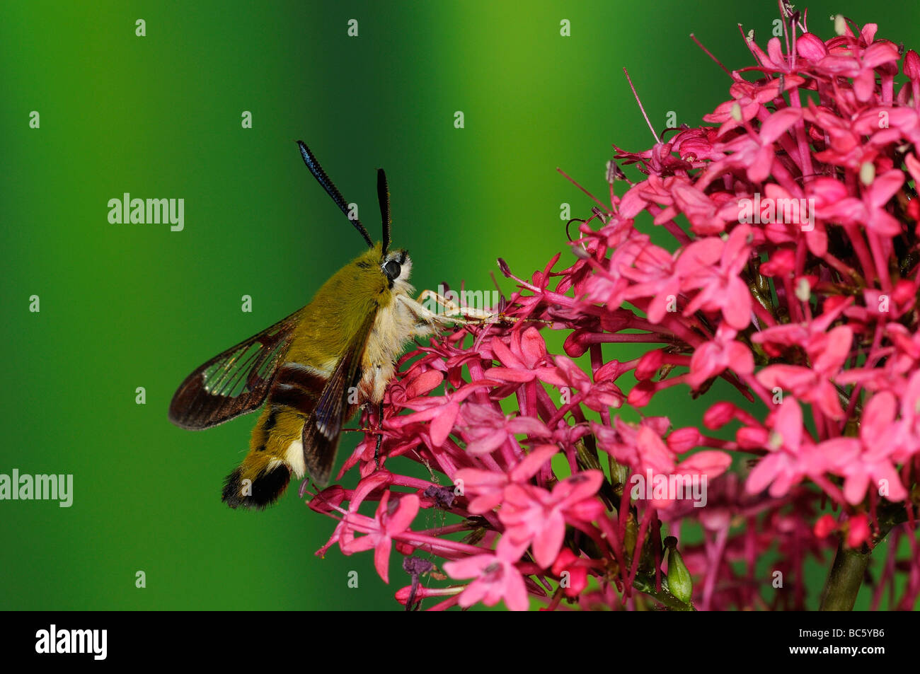 Breite umrandet Bee Hawkmoth Hemaris Fuciformis Erwachsenen ruht auf Red Valerian Blume Oxfordshire UK Stockfoto