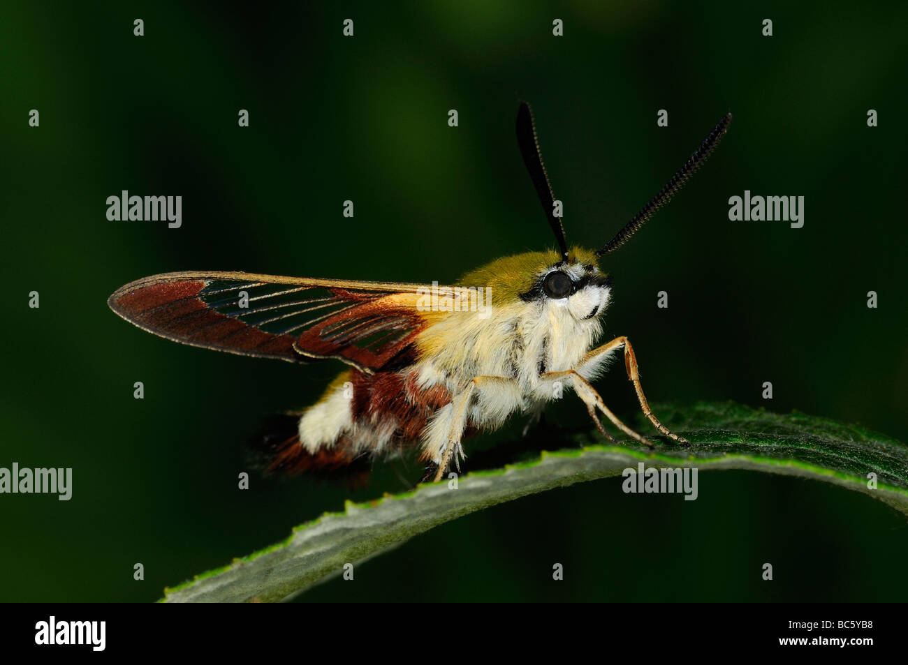 Breite umrandet Bee Hawkmoth Hemaris Fuciformis Erwachsenen ruht auf Blatt Oxfordshire UK Stockfoto