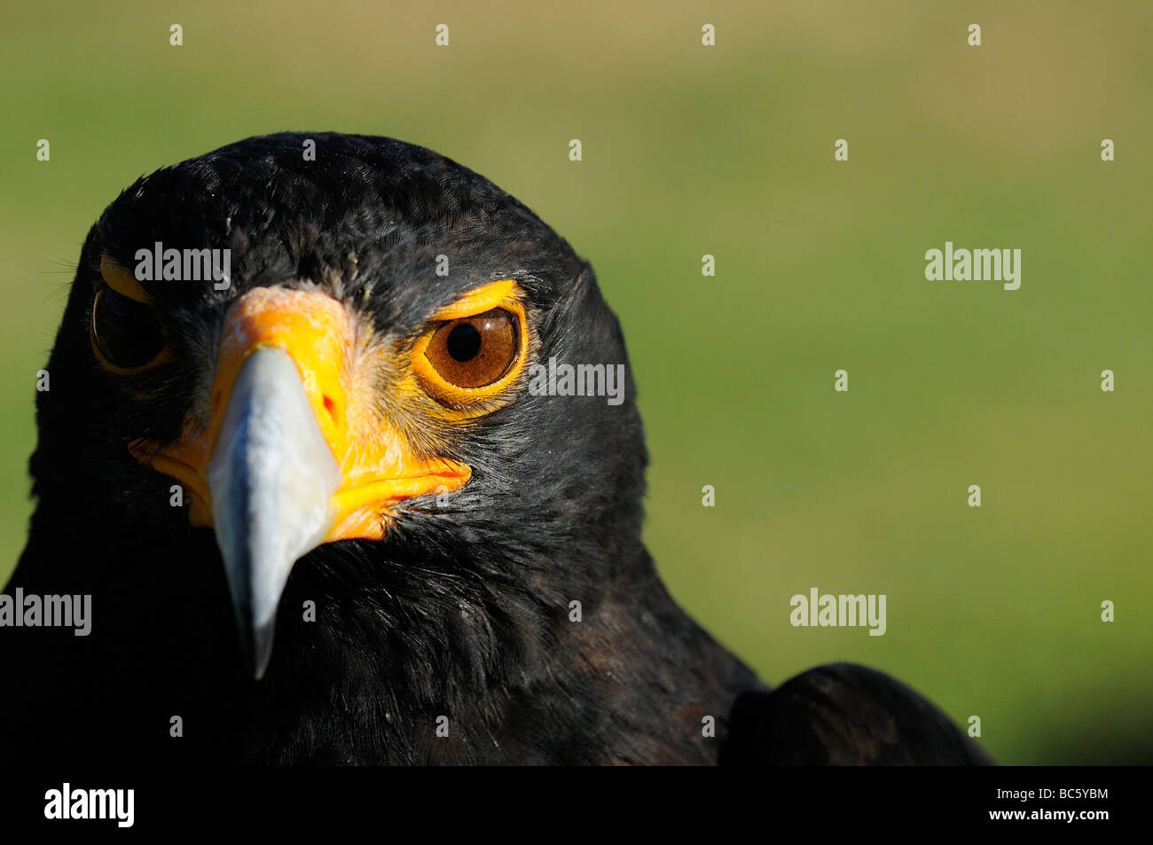 Verreaux s Black Eagle Aquila Verreauxii Porträt gefangen Südafrika Stockfoto