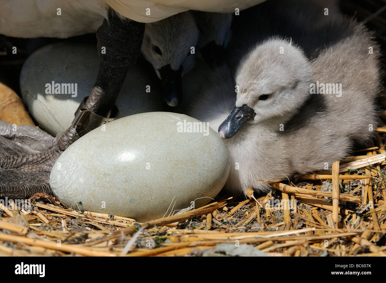 Höckerschwan Cygnus Olor Eiern und Cygnets im Nest Abbotsbury UK Stockfoto