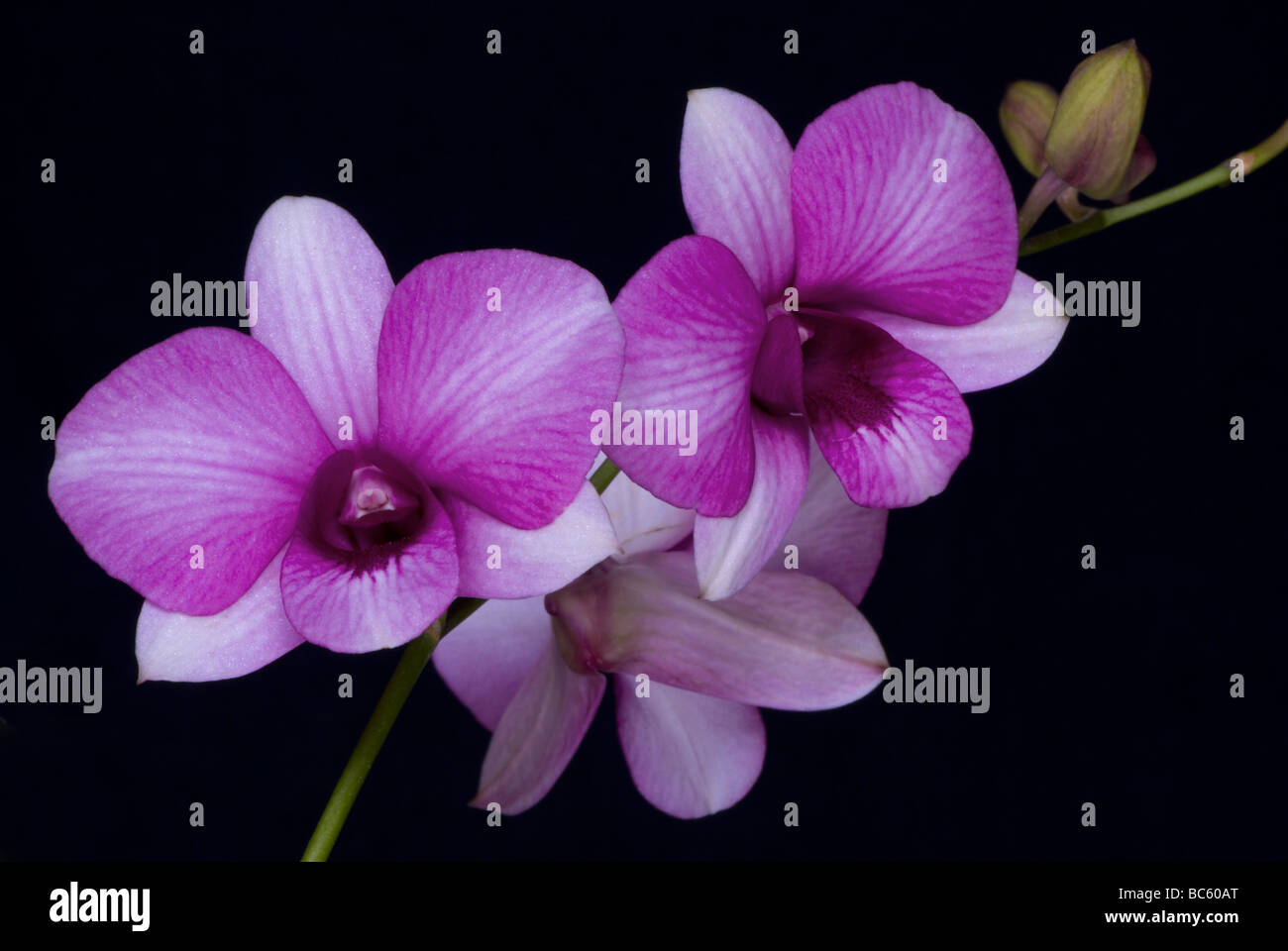 Rosa Orchidee 1 Stockfoto