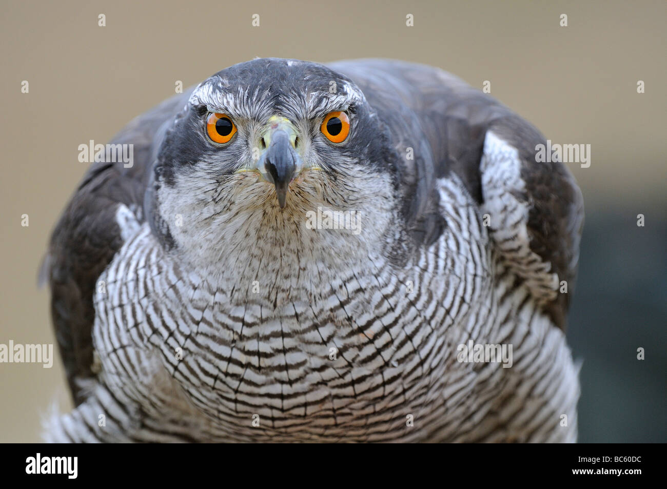 Nördlichen Habicht Accipiter Gentilis in der Nähe auf der Suche nach Dierctly an der Kamera Schottland in Gefangenschaft Stockfoto