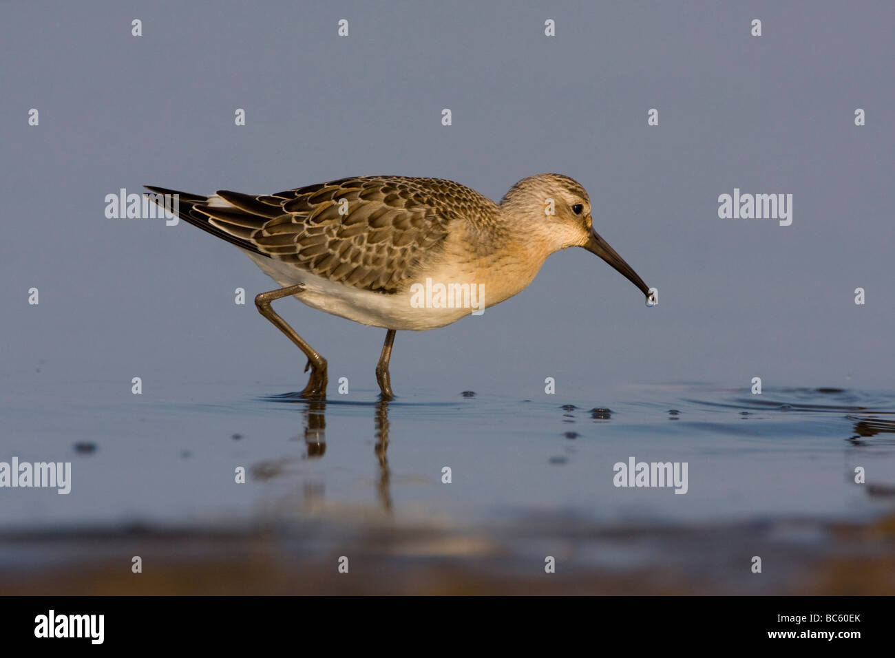 Sichelstrandläufer Calidris ferruginea Stockfoto