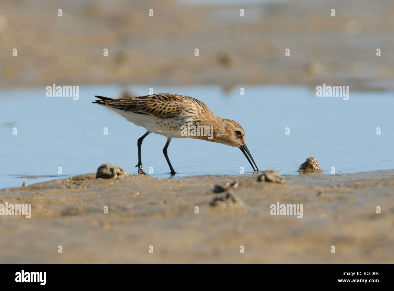 Juvenile Strandläufer (Calidris alpina), Chesil Beach, Dorset. Stockfoto