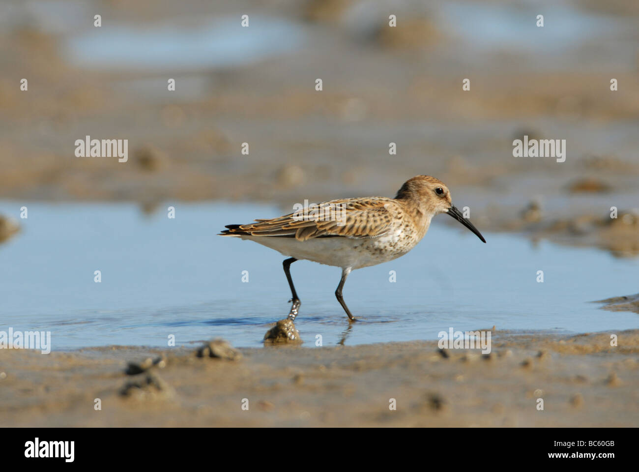 Juvenile Strandläufer (Calidris alpina), Chesil Beach, Dorset. Stockfoto