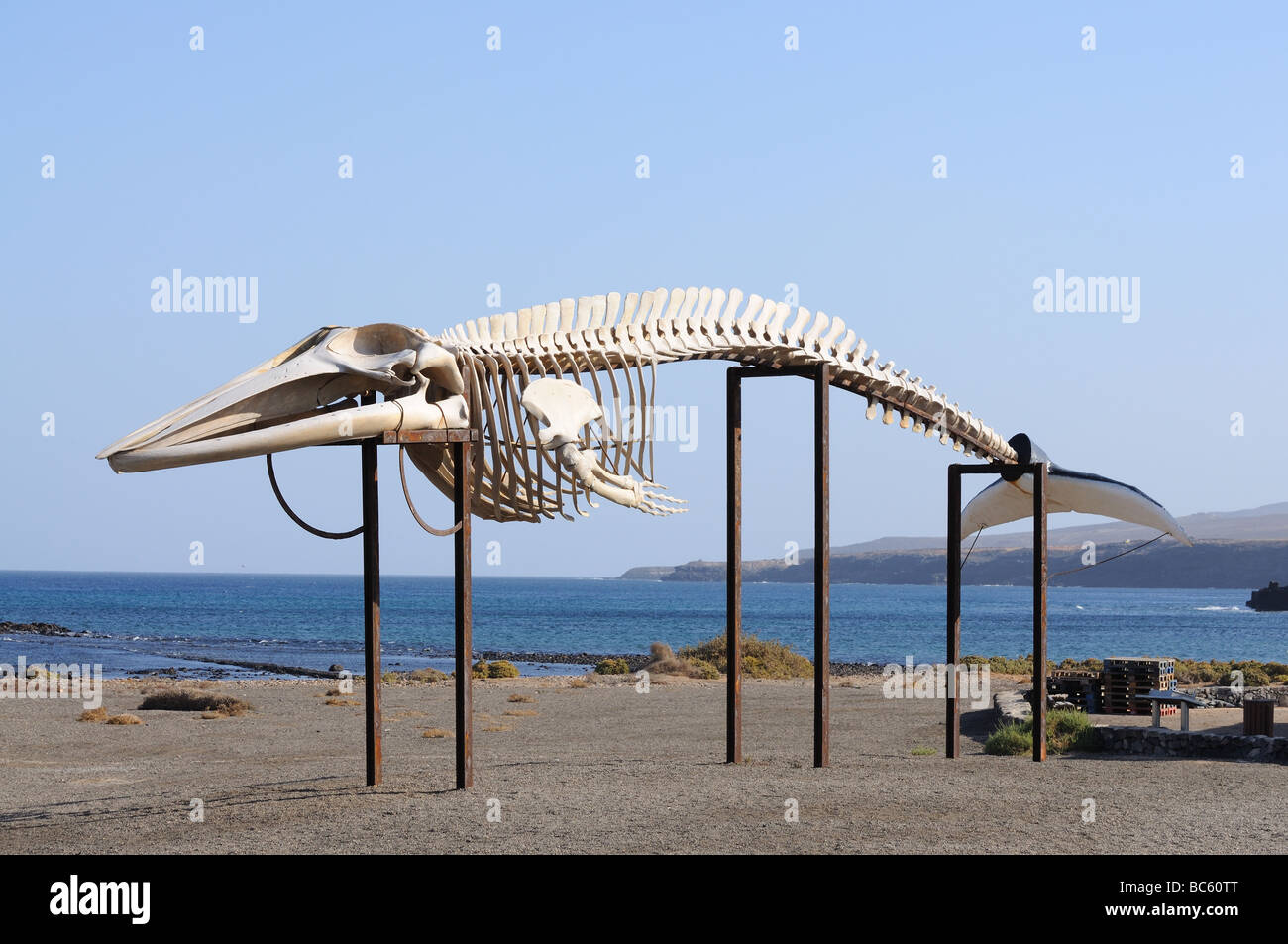 Wal-Skelett auf der Kanarischen Insel Fuerteventura, Spanien Stockfoto