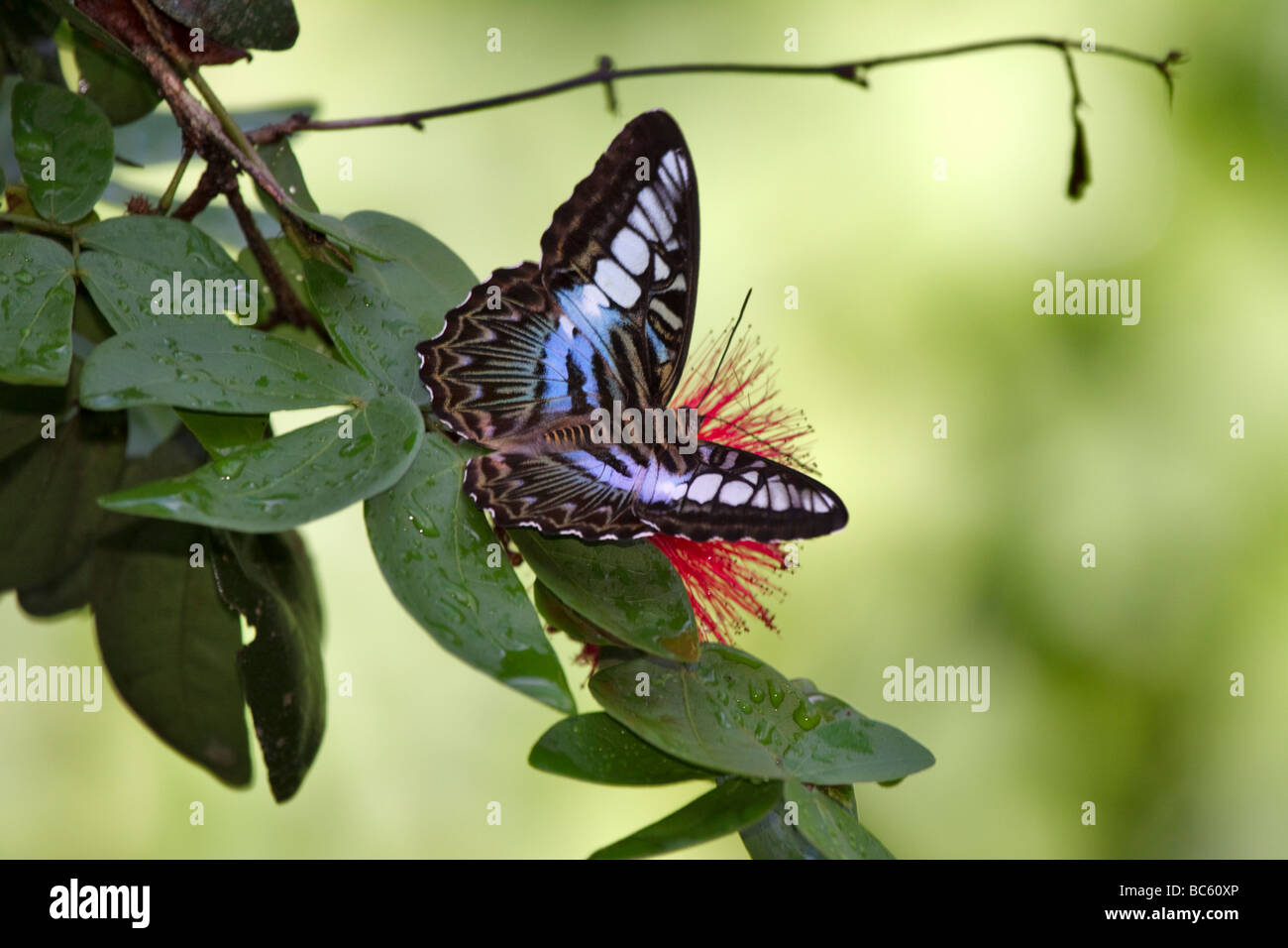 Malaysische blau Clipper, Parthenos Sylvia Schmetterling auf Powderpuff Pflanze, Calliandra Emarginata oder tergemina Stockfoto