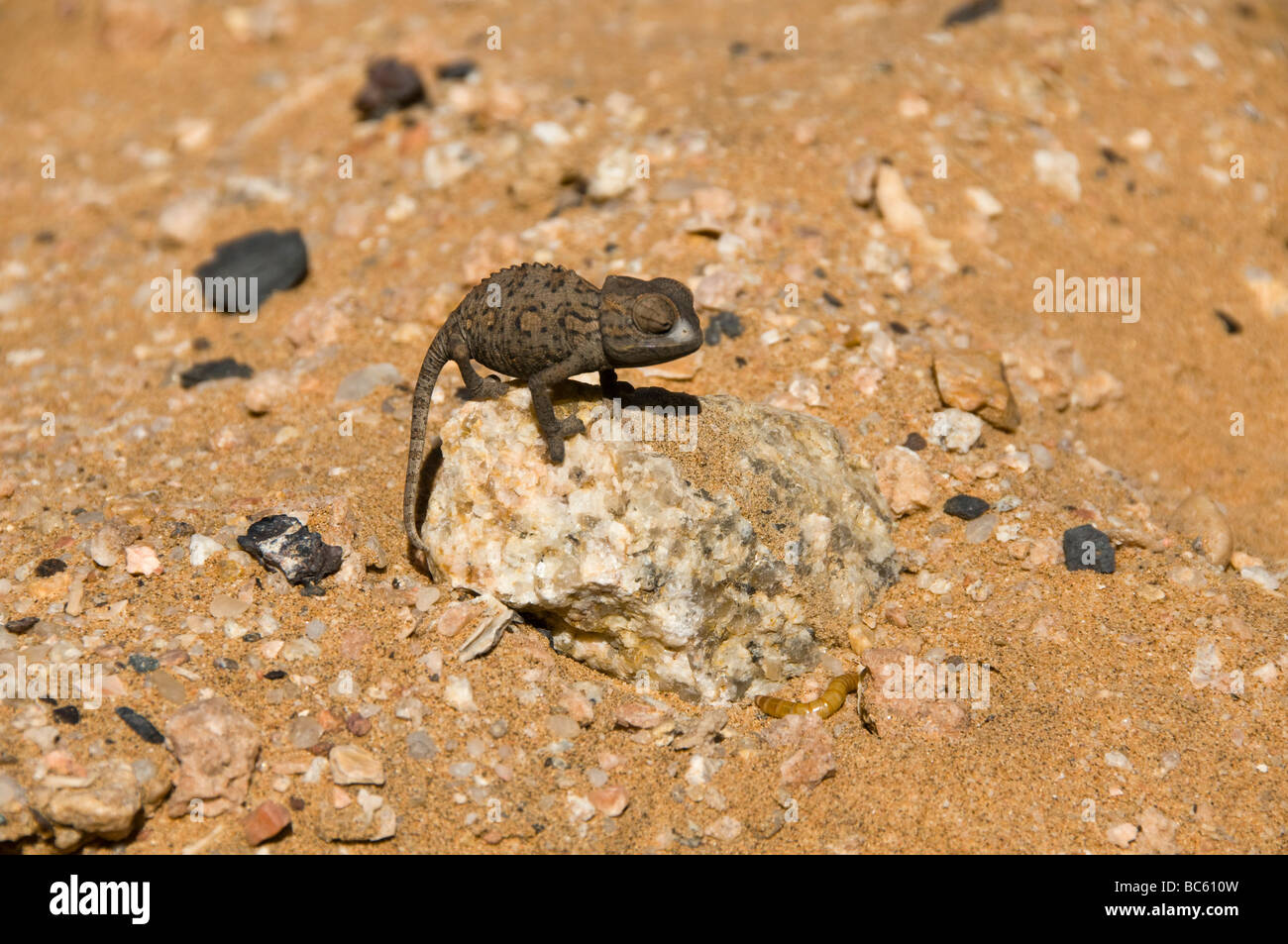 Namaqua Chamäleon betrachtete einen Wurm entlang der Skelettküste in Namibia Stockfoto
