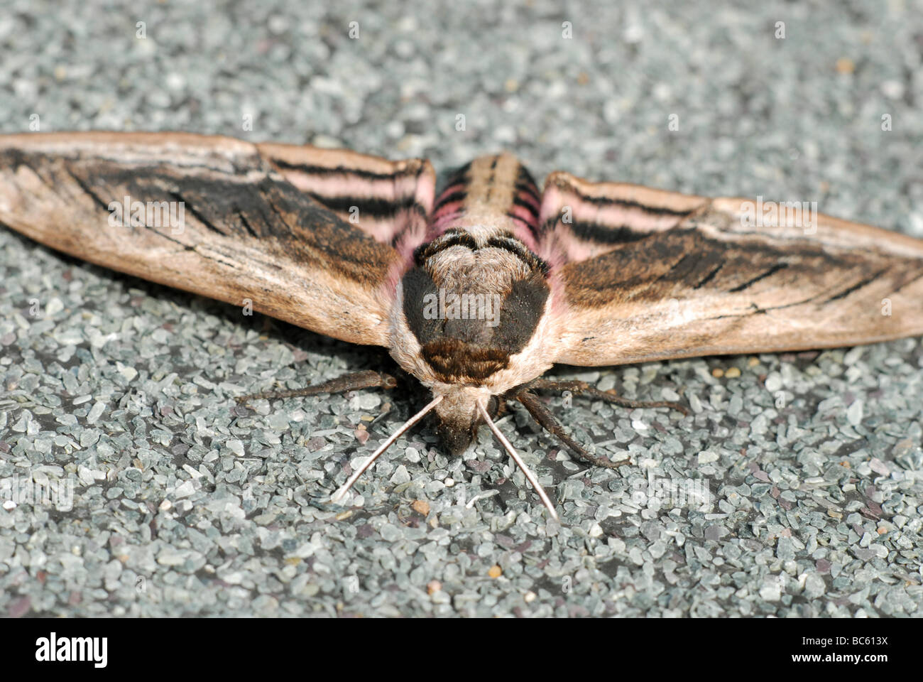 Liguster Hawk Moth, Sphinx Ligustri. Stockfoto