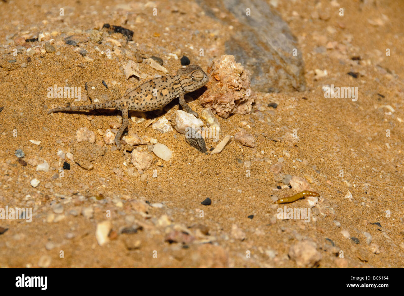 Namaqua Chamäleon betrachtete einen Wurm entlang der Skelettküste in Namibia Stockfoto