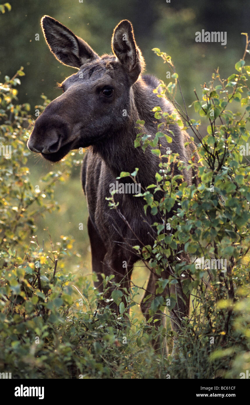 Europäischer Elch (Alces Alces) stehen im Wald, Skaraborgs Laen, Vaestergoetland, Vaestra Gotaland Grafschaft, Schweden Stockfoto