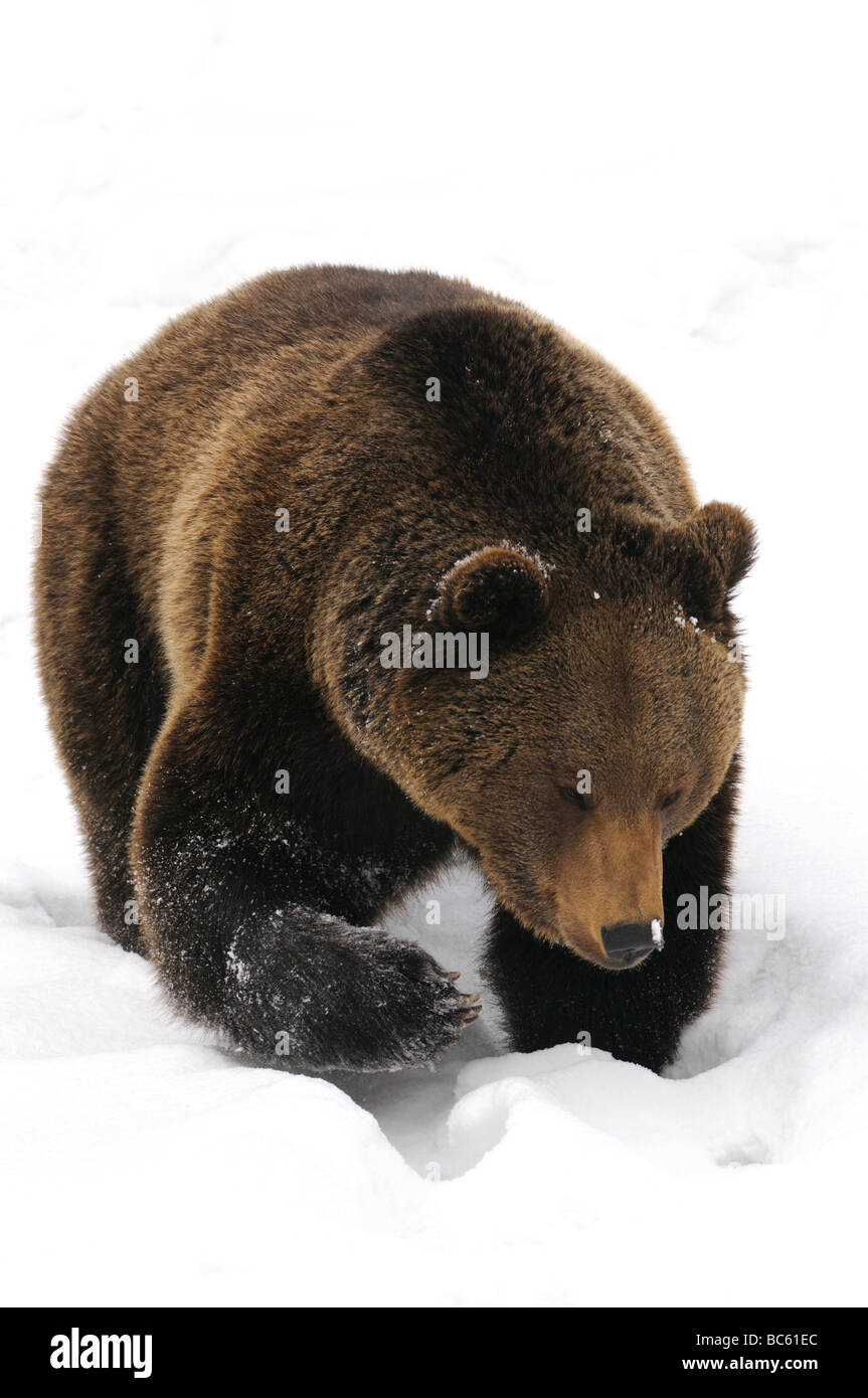 Nahaufnahme der Braunbär (Ursus Arctos) Wandern im Schnee, Nationalpark Bayerischer Wald, Bayern, Deutschland Stockfoto