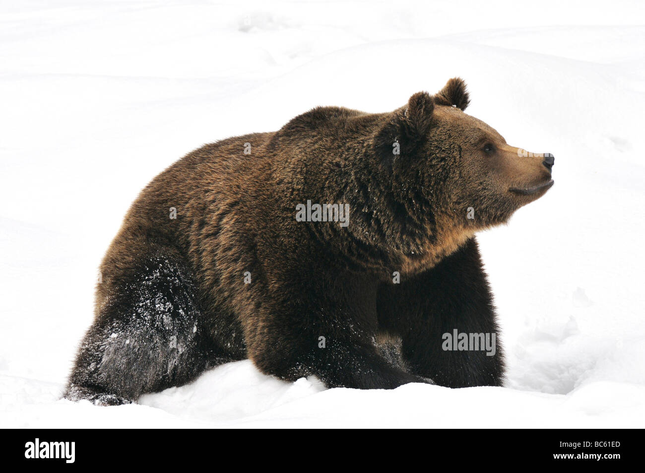Nahaufnahme der Braunbär (Ursus Arctos) Wandern im Schnee, Nationalpark Bayerischer Wald, Bayern, Deutschland Stockfoto