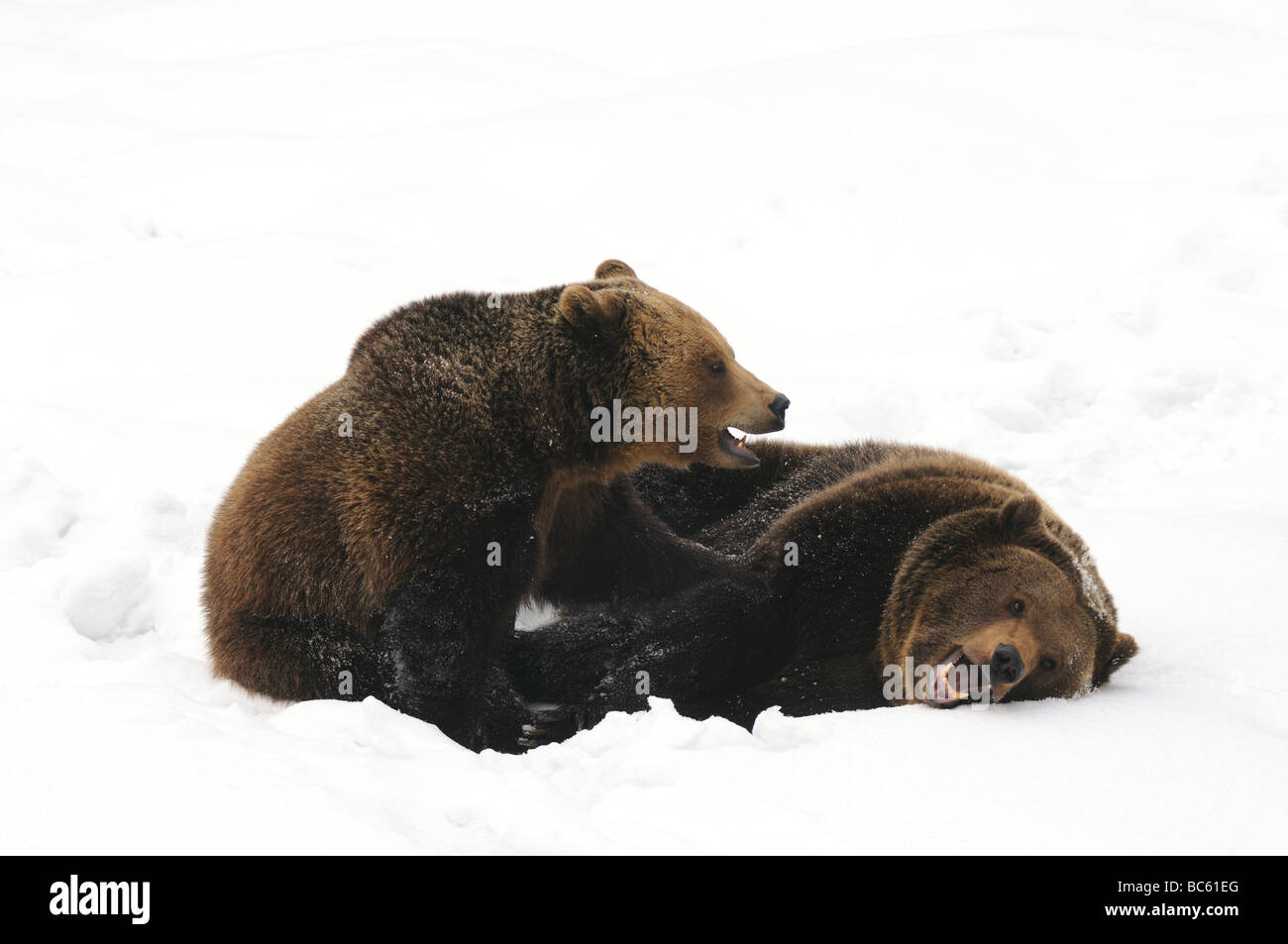 Zwei Braunbären (Ursus Arctos) spielen im Schnee, Nationalpark Bayerischer Wald, Bayern, Deutschland Stockfoto