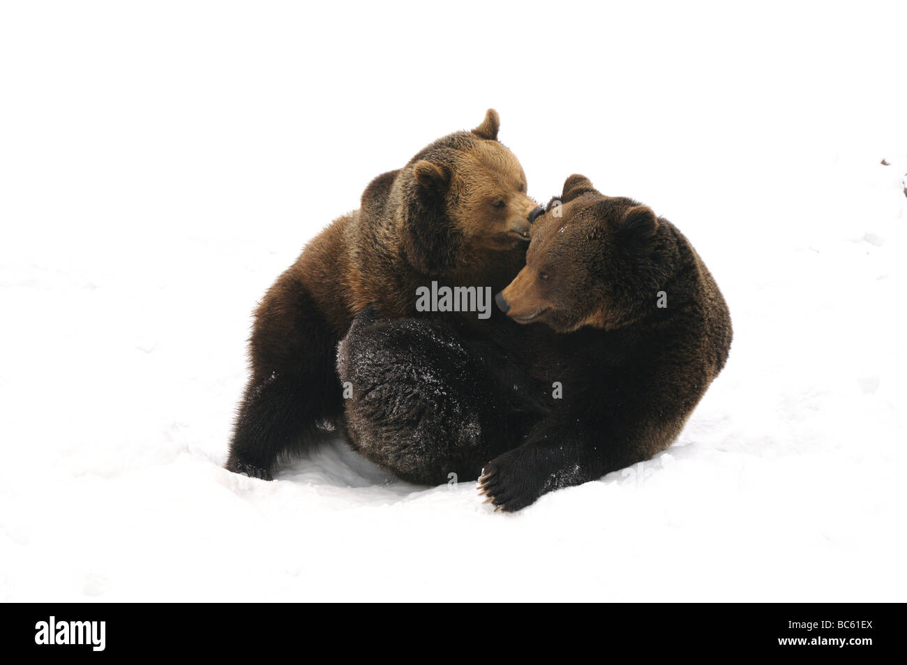 Zwei Braunbären (Ursus Arctos) spielen im Schnee, Nationalpark Bayerischer Wald, Bayern, Deutschland Stockfoto