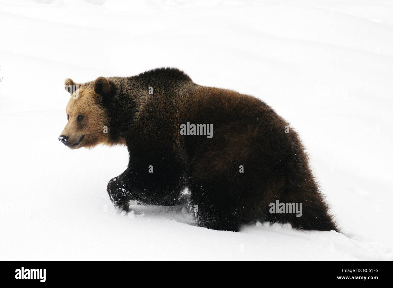 Nahaufnahme der Braunbär (Ursus Arctos) Wandern im Schnee, Nationalpark Bayerischer Wald, Bayern, Deutschland Stockfoto